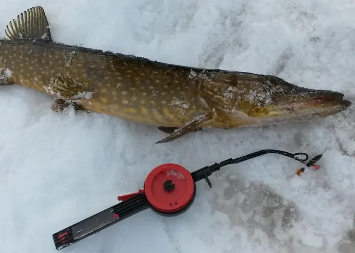 Aikku In The Heart Of Lapland, Free Lapin Kota, Budget Week * Ylläs